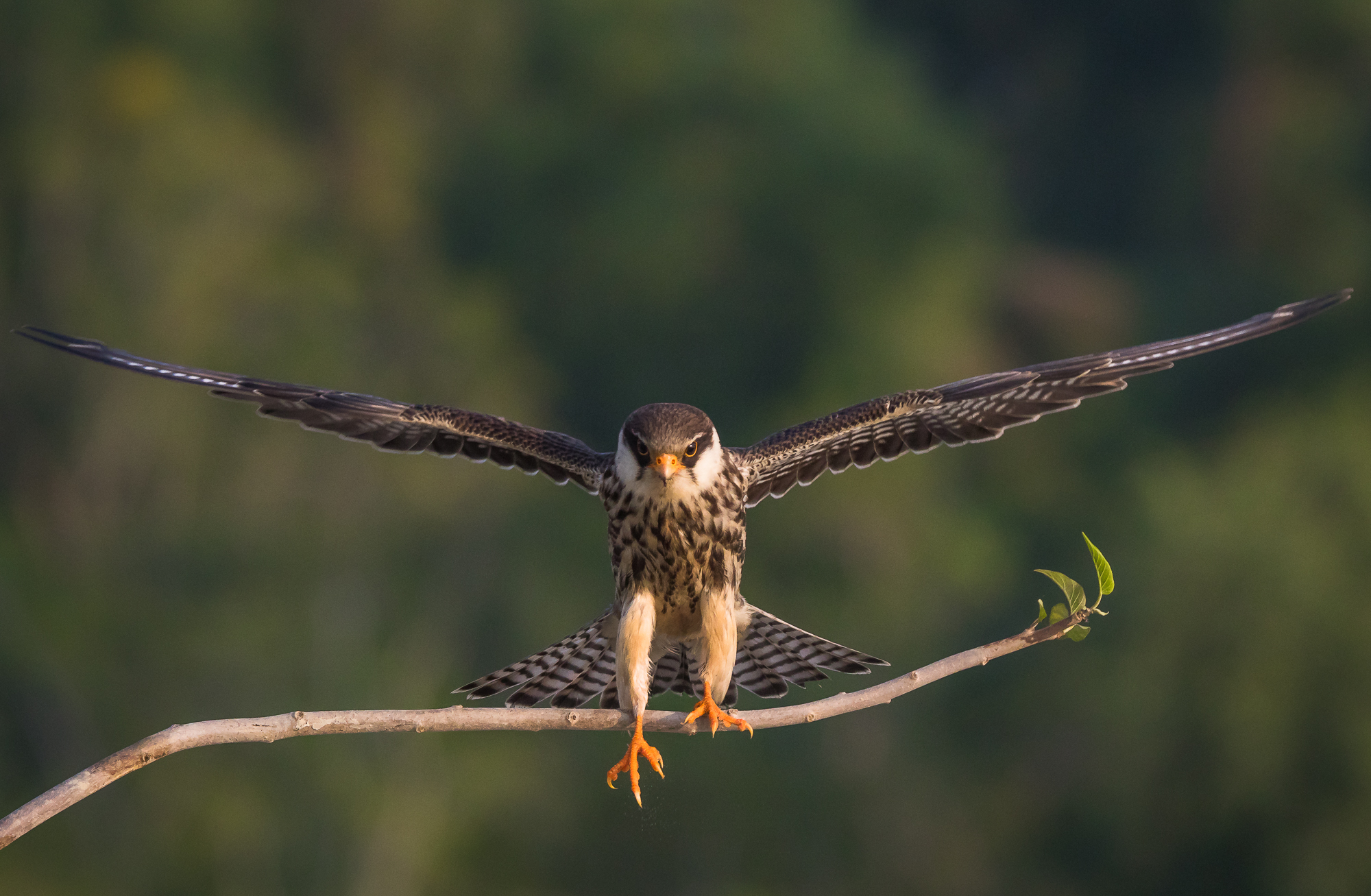 Amur Falcon: The Transoceanic Traveler (image credits: wikimedia)