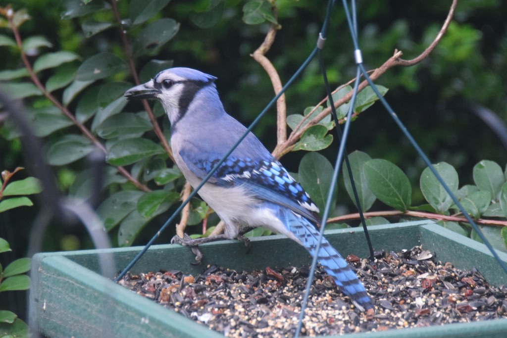 Blue Jay: The Bold and the Beautiful (image credits: flickr)