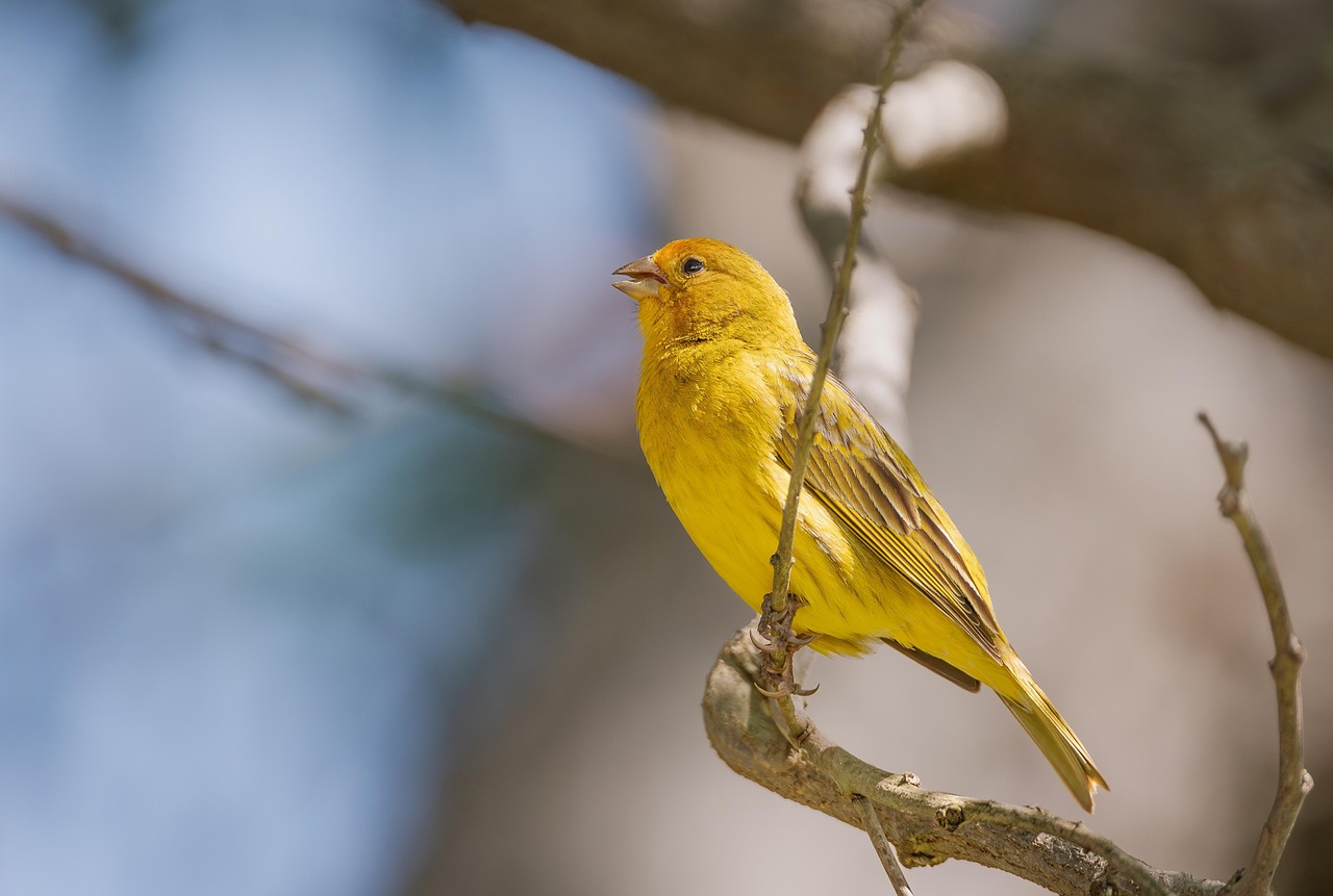 House Finch: The Adaptable Songster (image credits: pixabay)