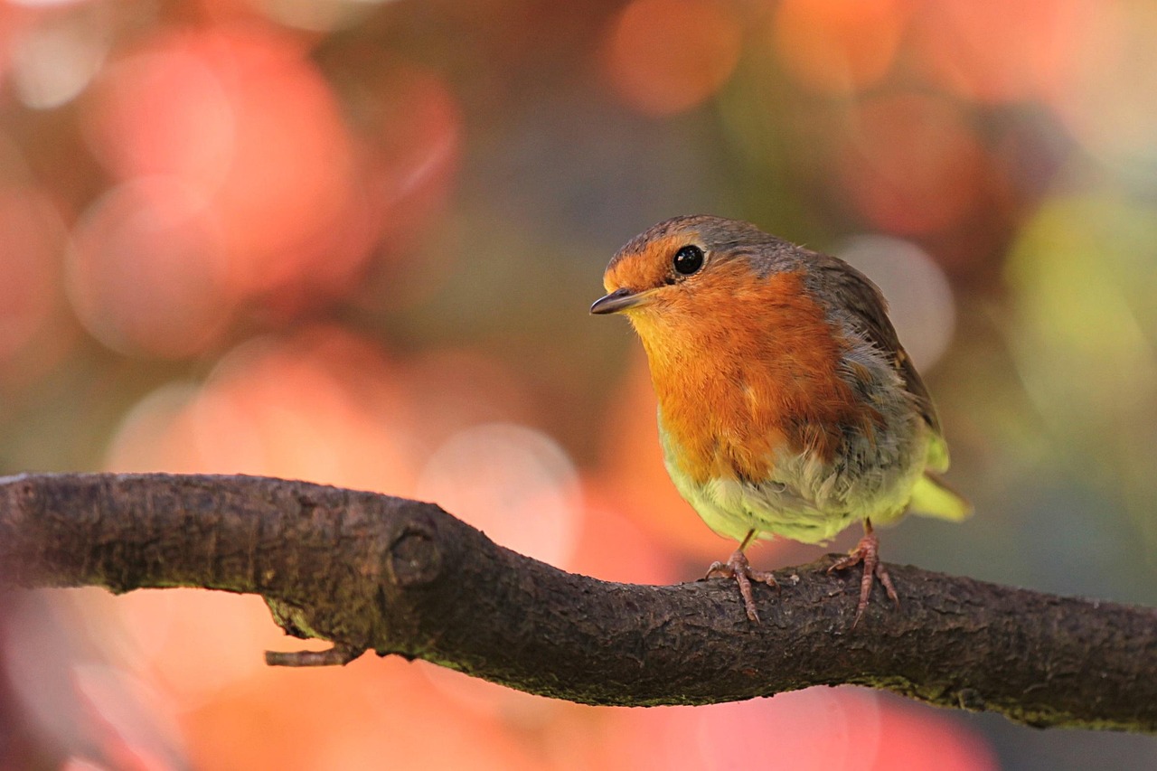 The American Robin's Cheerful Wake-Up Call (image credits: pixabay)