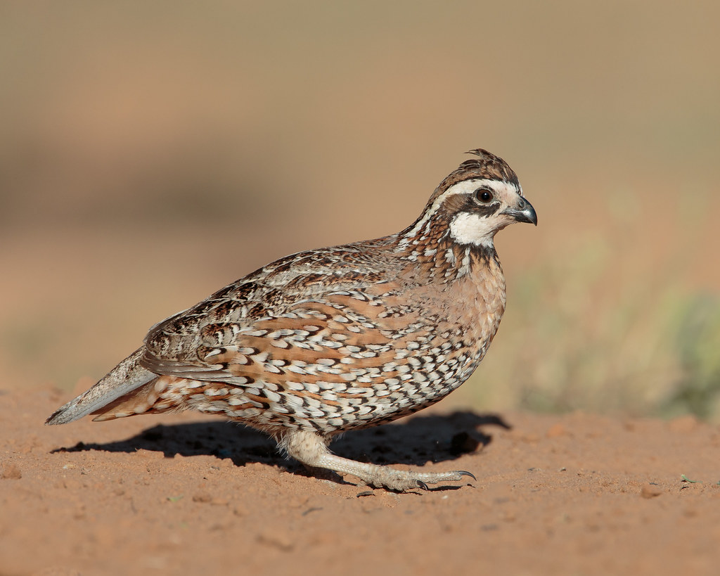The Northern Bobwhite's Signature Whistle (image credits: flickr)