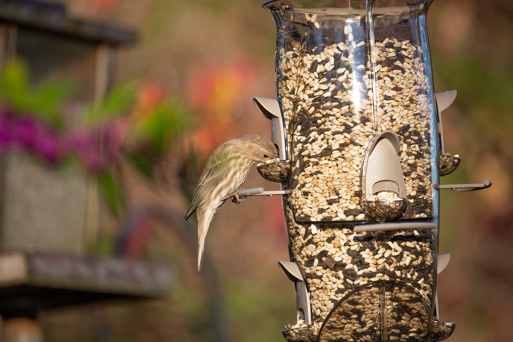 Inconsistent Feeding Schedule (image credits: flickr)