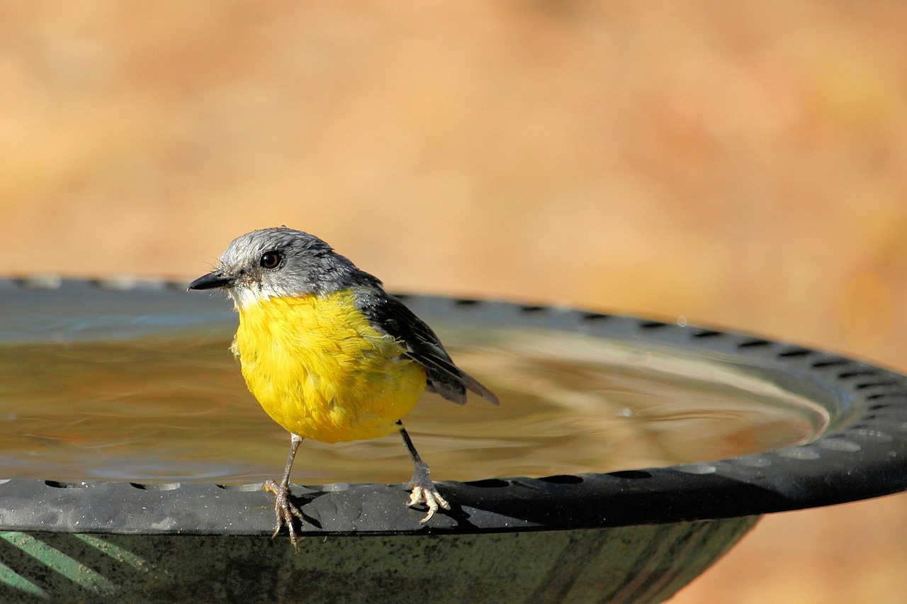 Ignoring Water Sources (image credits: pixabay)