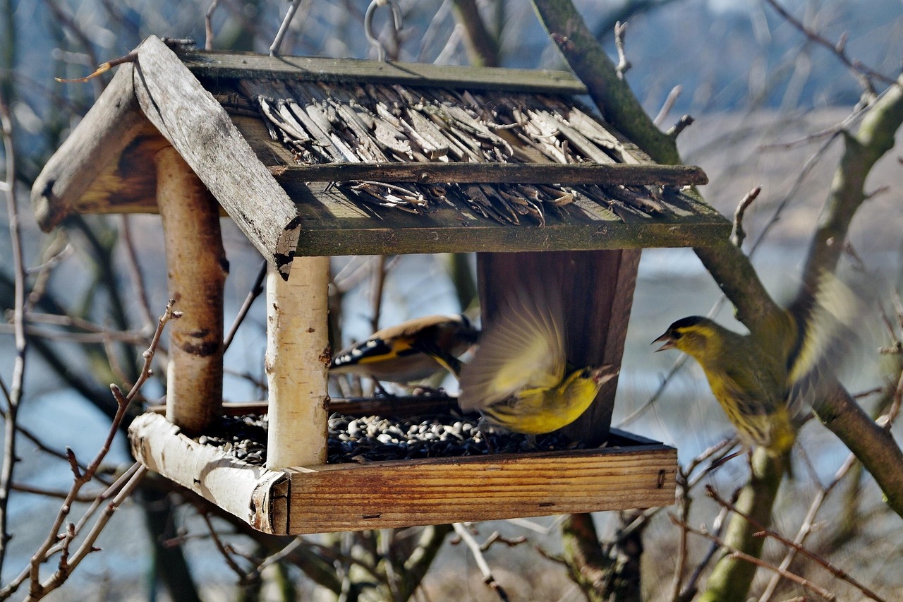 Allowing Outdoor Cats Near Feeders (image credits: pixabay)