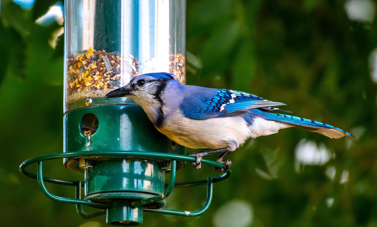 Overfilling Feeders (image credits: pixabay)