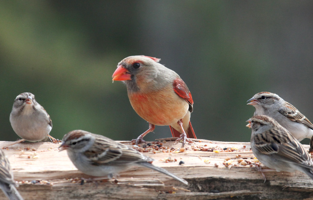 Respect Their Space (image credits: flickr)