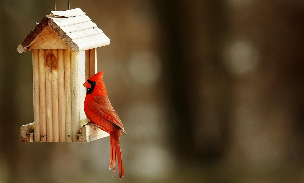Offer Perches and Shelter (image credits: pixabay)