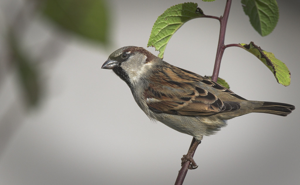 The House Sparrow: Chirping Communicators (image credits: flickr)
