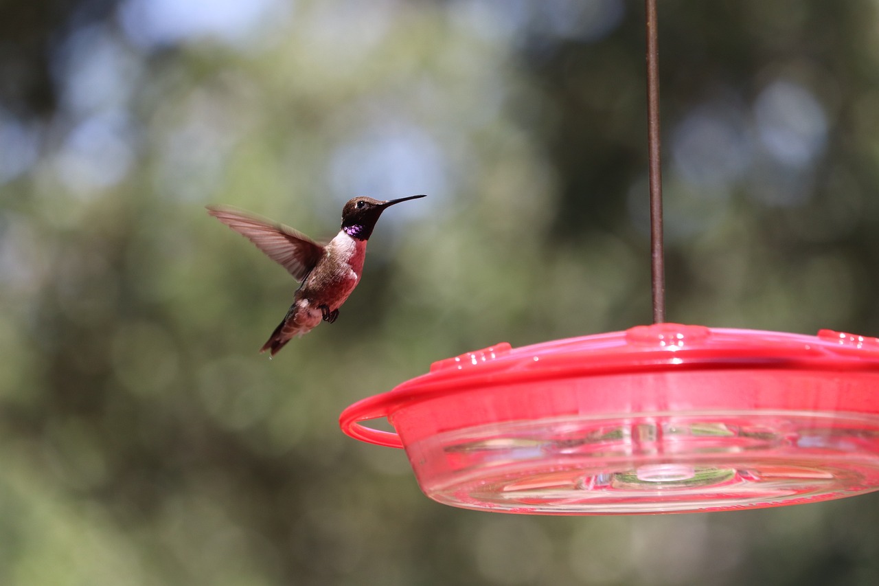 3. The Color Conundrum: Feeder Hues Matter (image credits: pixabay)