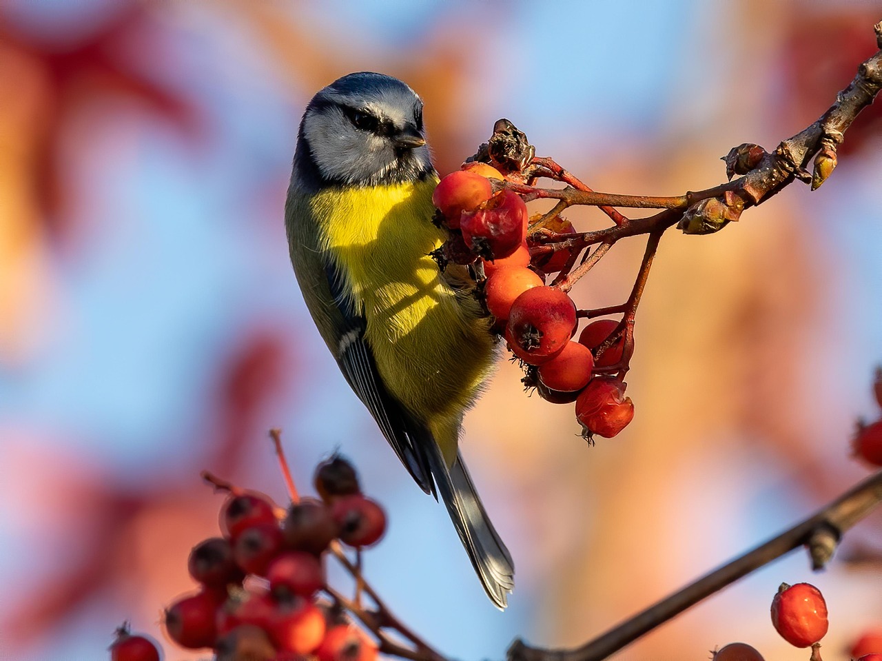 7. Seasonal Shifts: Natural Food Abundance (image credits: pixabay)