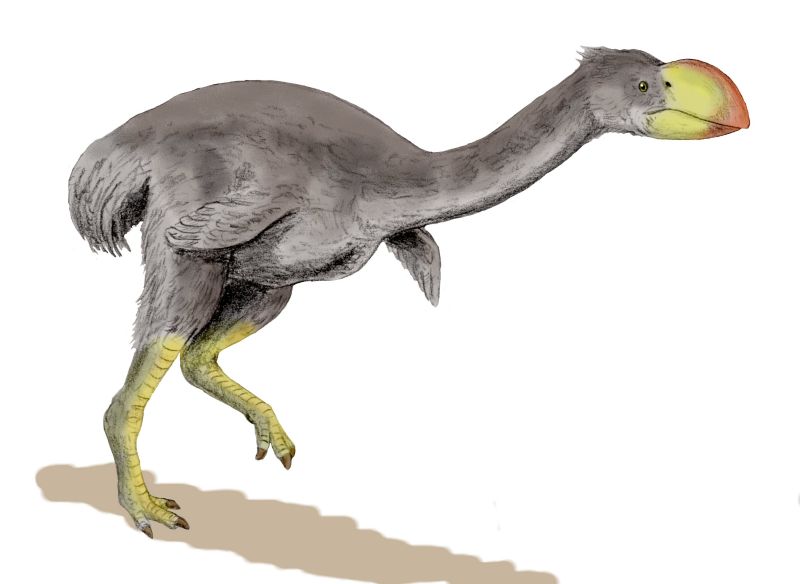 Mihirung (Dromornis Stirtoni): Australia’s Thunder Bird (image credits: wikimedia)