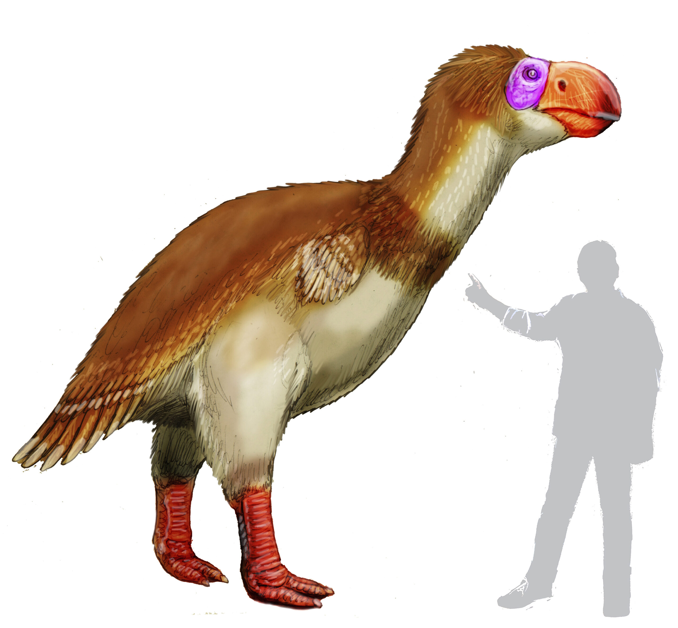 Brontornis: The Thunderous Terror Bird (image credits: wikimedia)