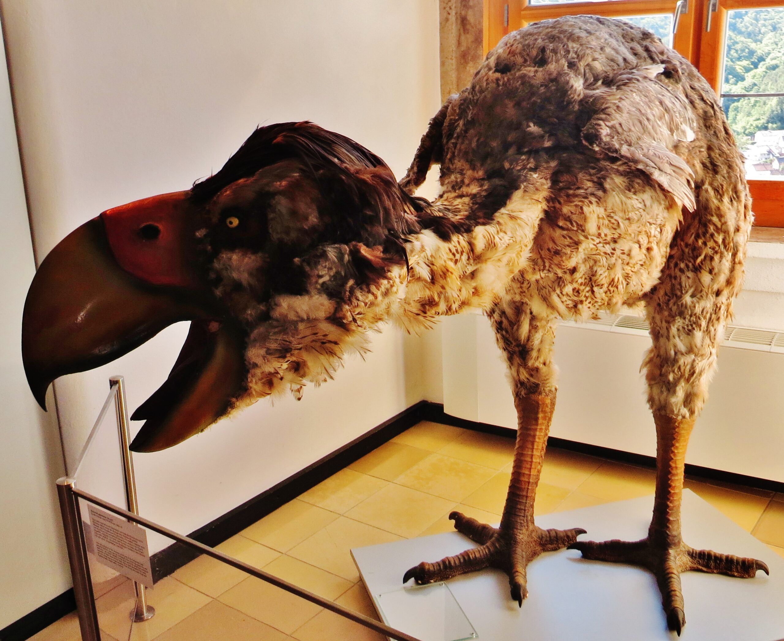 Gastornis: The Giant Goose With a Bite (image credits: wikimedia)
