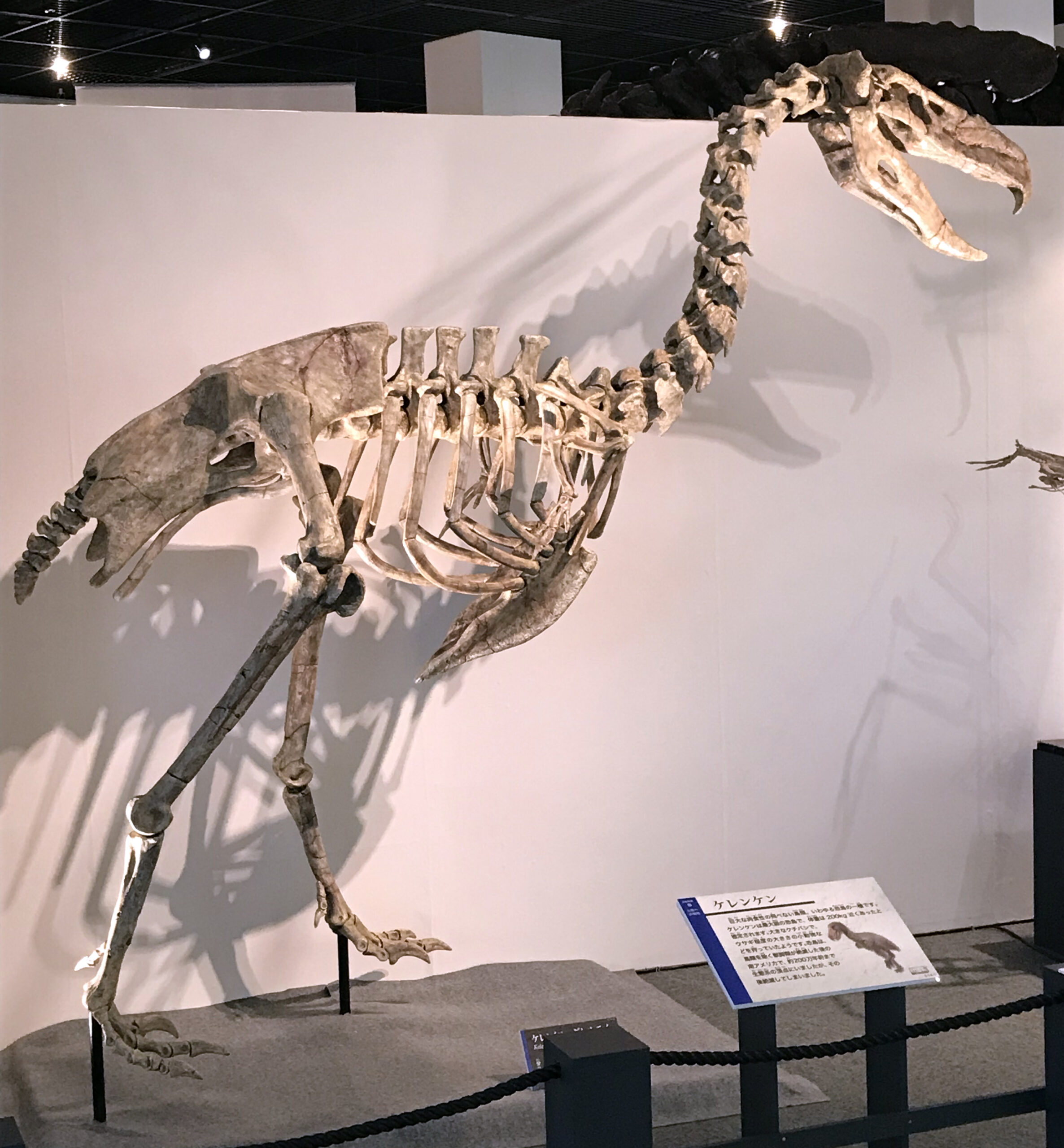 Kelenken: The Skull-Crushing “Terror Bird” (image credits: wikimedia)