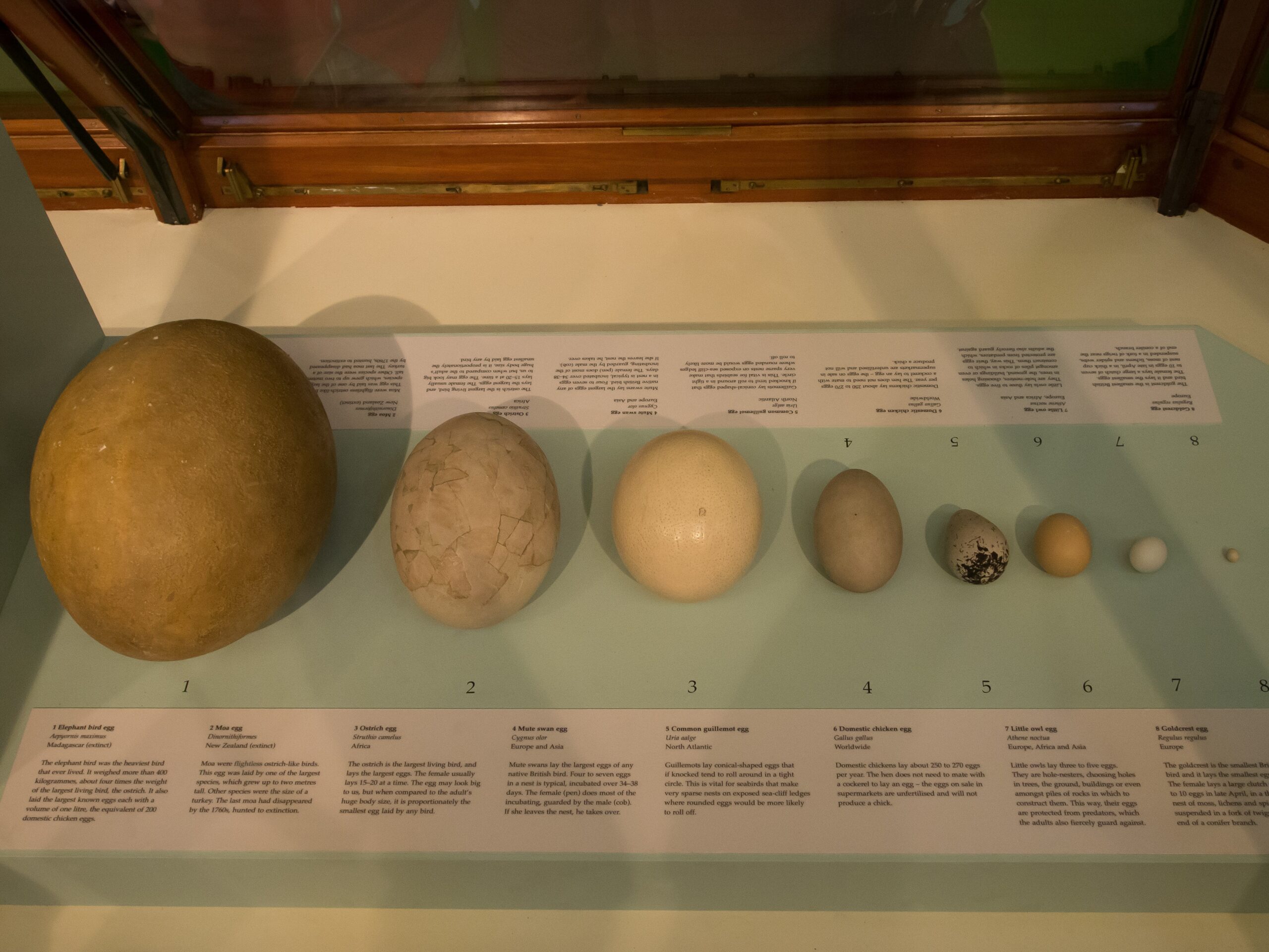 Fun Fact: Prehistoric Eggs Were Real Whoppers (image credits: wikimedia)