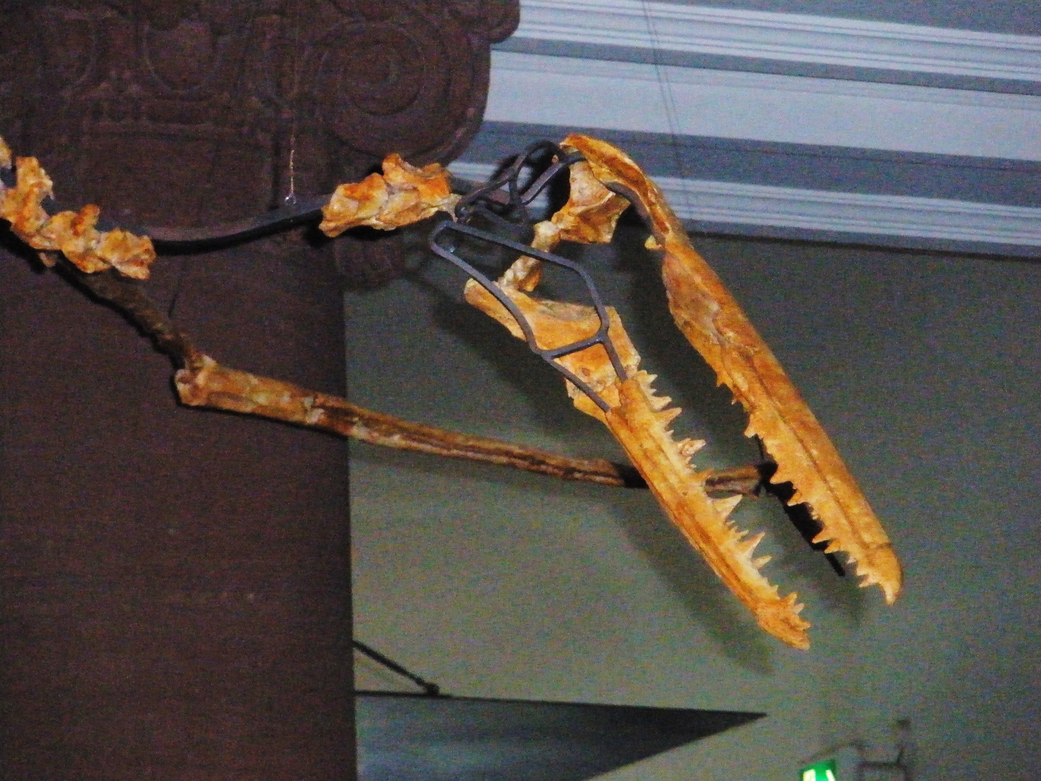 Bizarre Beaks and Ancient Adaptations (image credits: wikimedia)