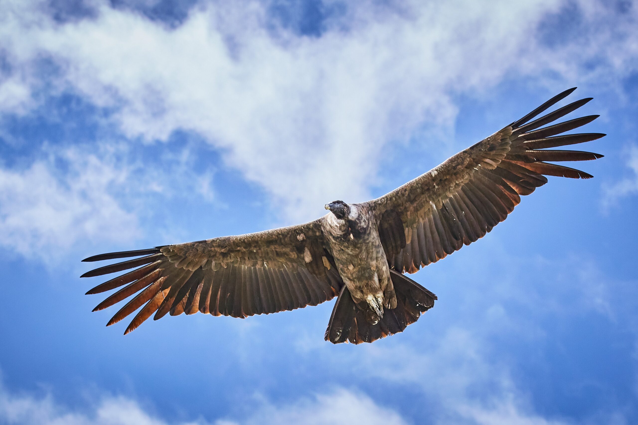 Modern Giants: Today’s Raptors in Comparison (image credits: wikimedia)