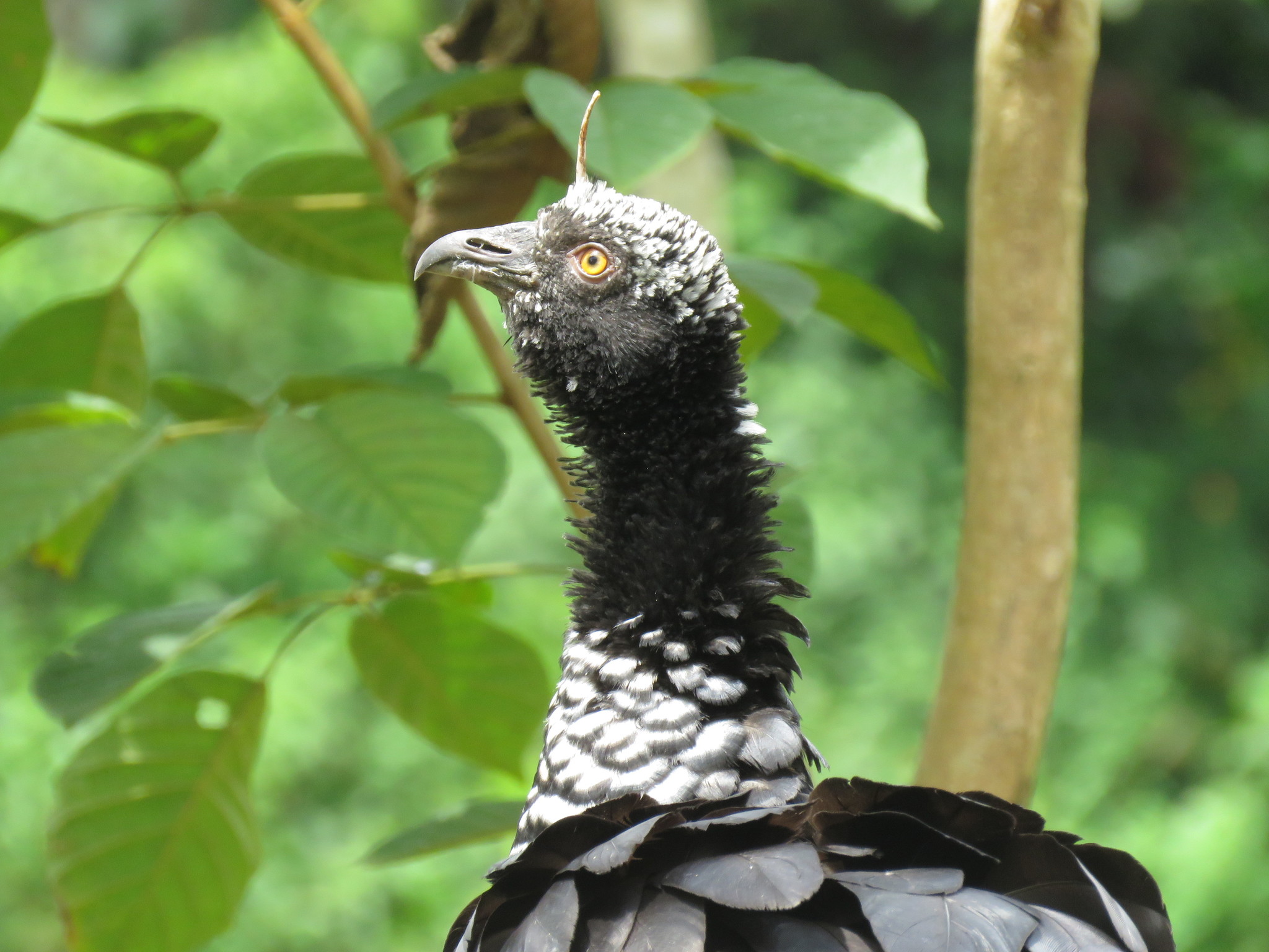 The Horned Screamer: Skull With Built-In Horns (image credits: wikimedia)