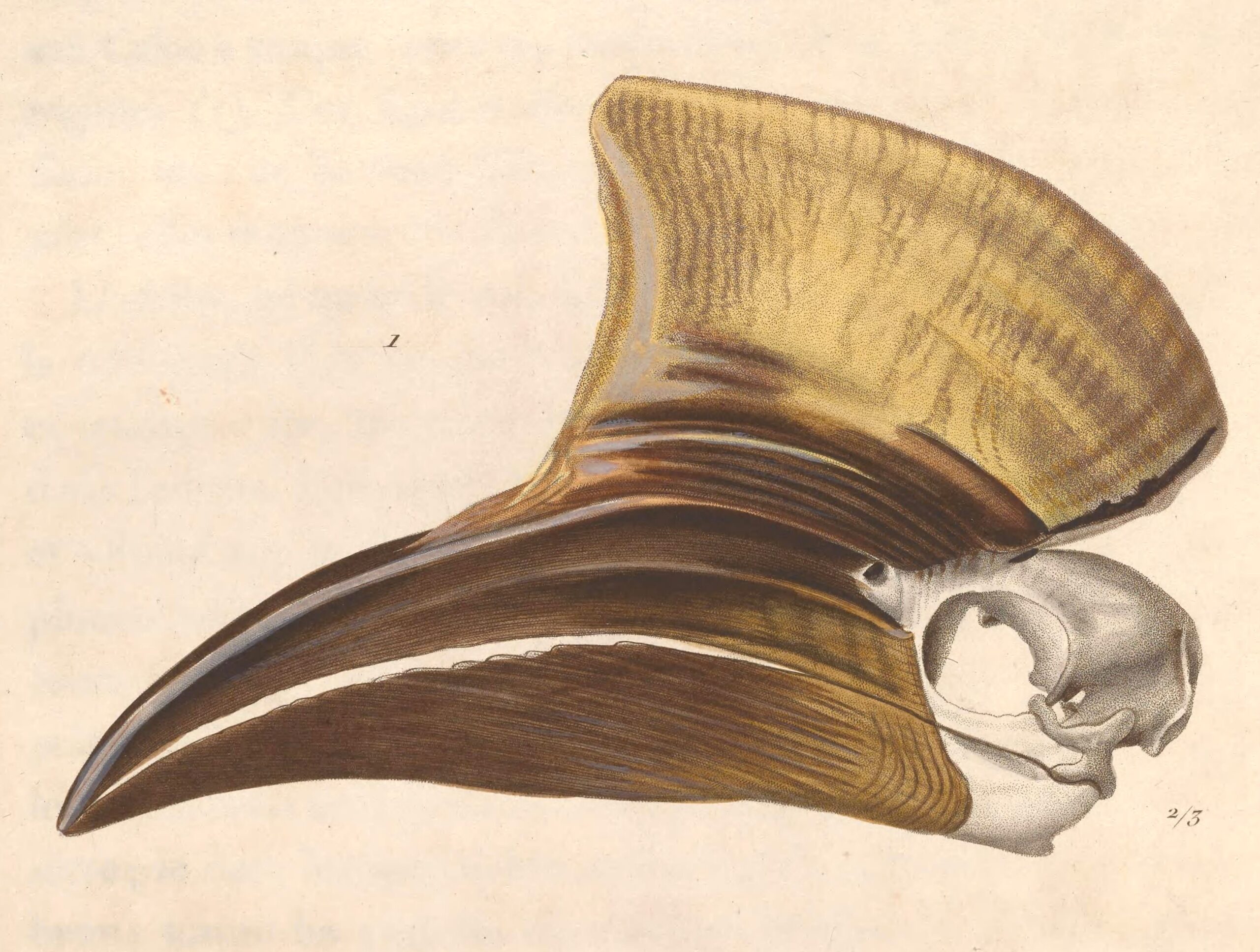 The Helmeted Hornbill: The Bird With an Ivory Helmet (image credits: wikimedia)