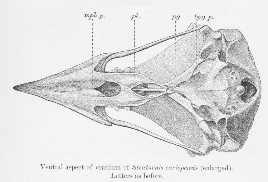 The Oilbird: Echoes in the Cave (image credits: wikimedia)