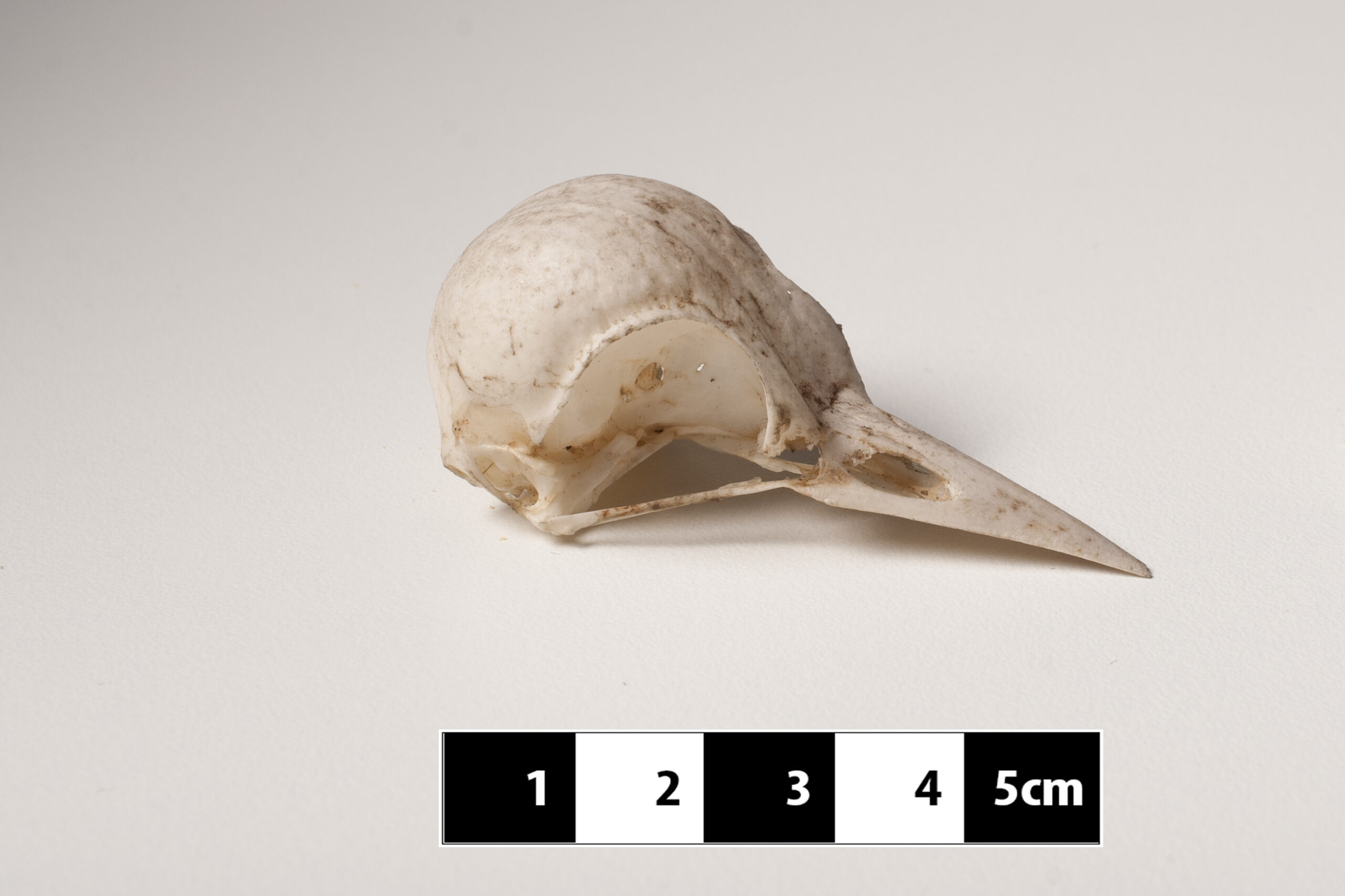 The Woodpecker: Shock-Absorbing Headgear (image credits: wikimedia)
