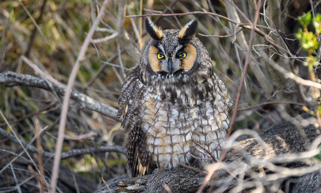 The Long-eared Owl: Skull Secrets for Silent Flight (image credits: flickr)