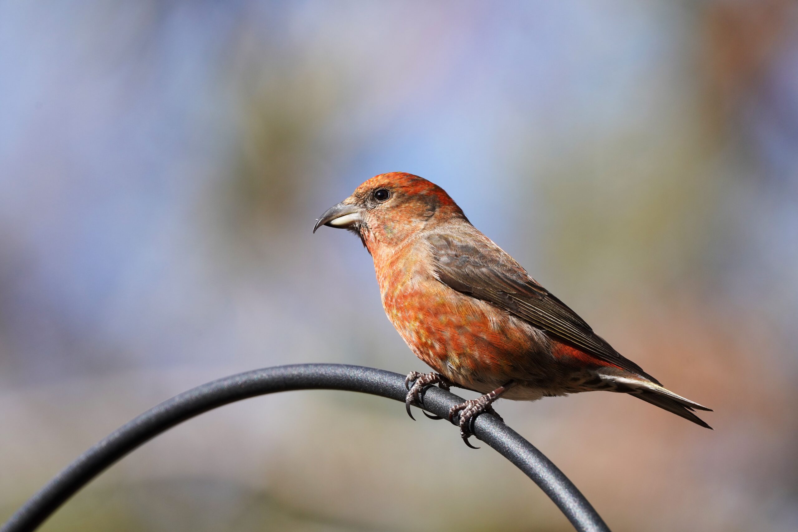 The Crossbill: Twisted Beak, Twisted Skull (image credits: wikimedia)