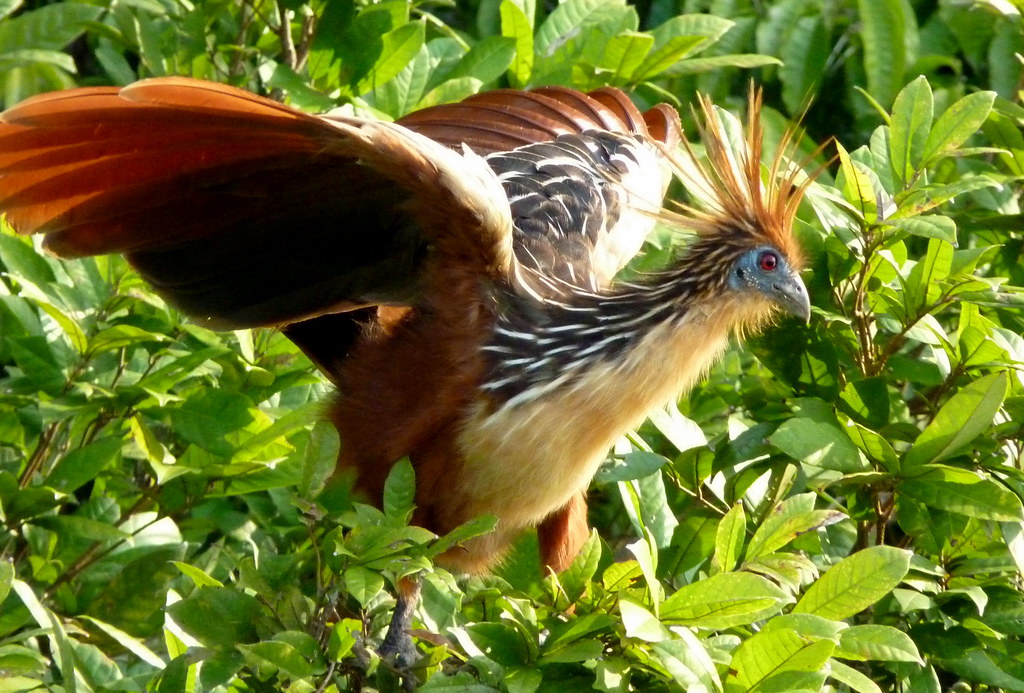 The Hoatzin: The Stinky, Spiky-Skulled Chick (image credits: flickr)