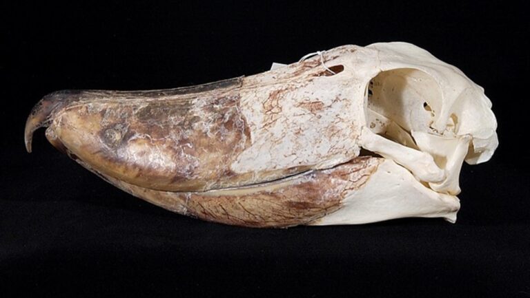 The Strangest Skulls Ever Found: 6 Birds That Defied Anatomy