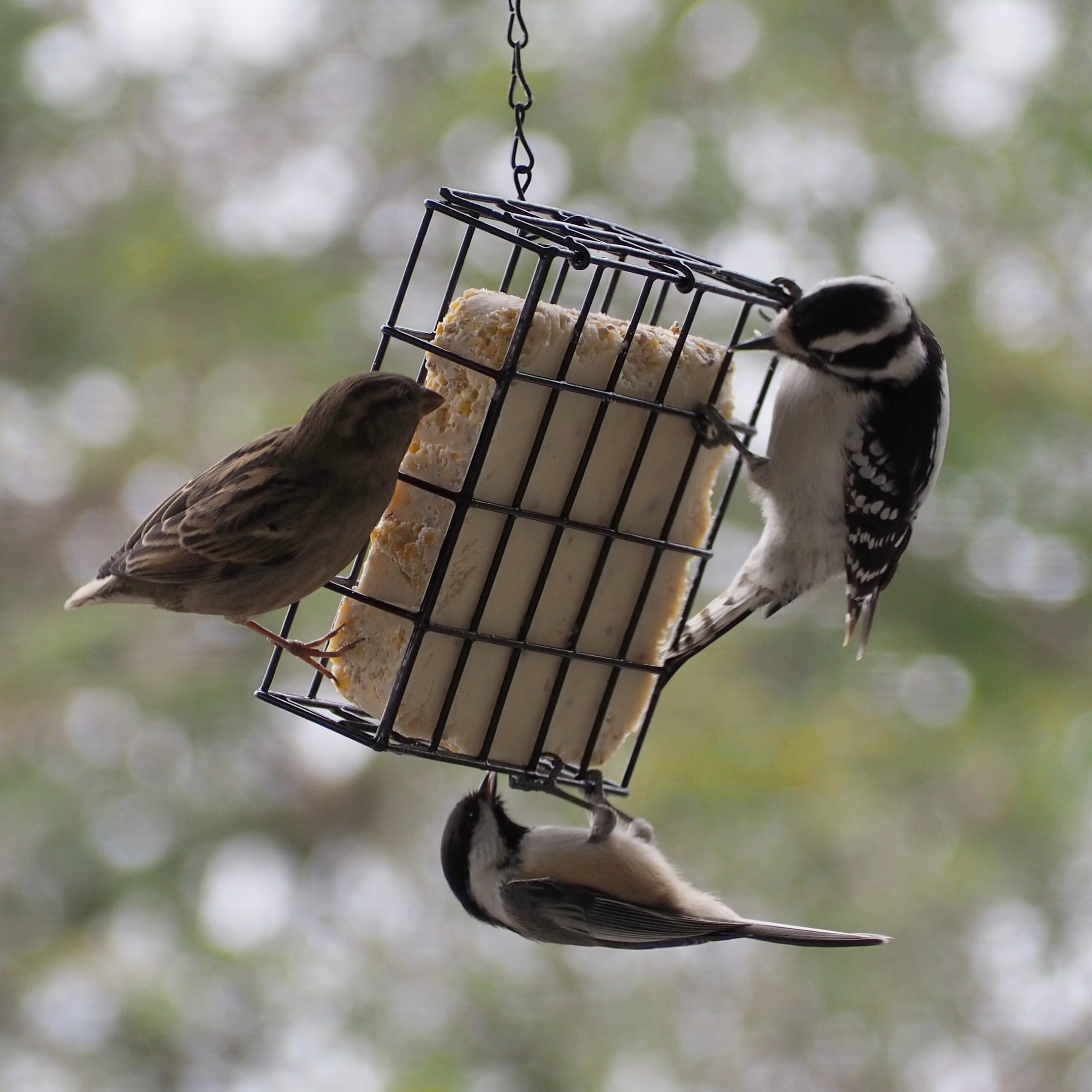 Suet Cake Station (image credits: wikimedia)