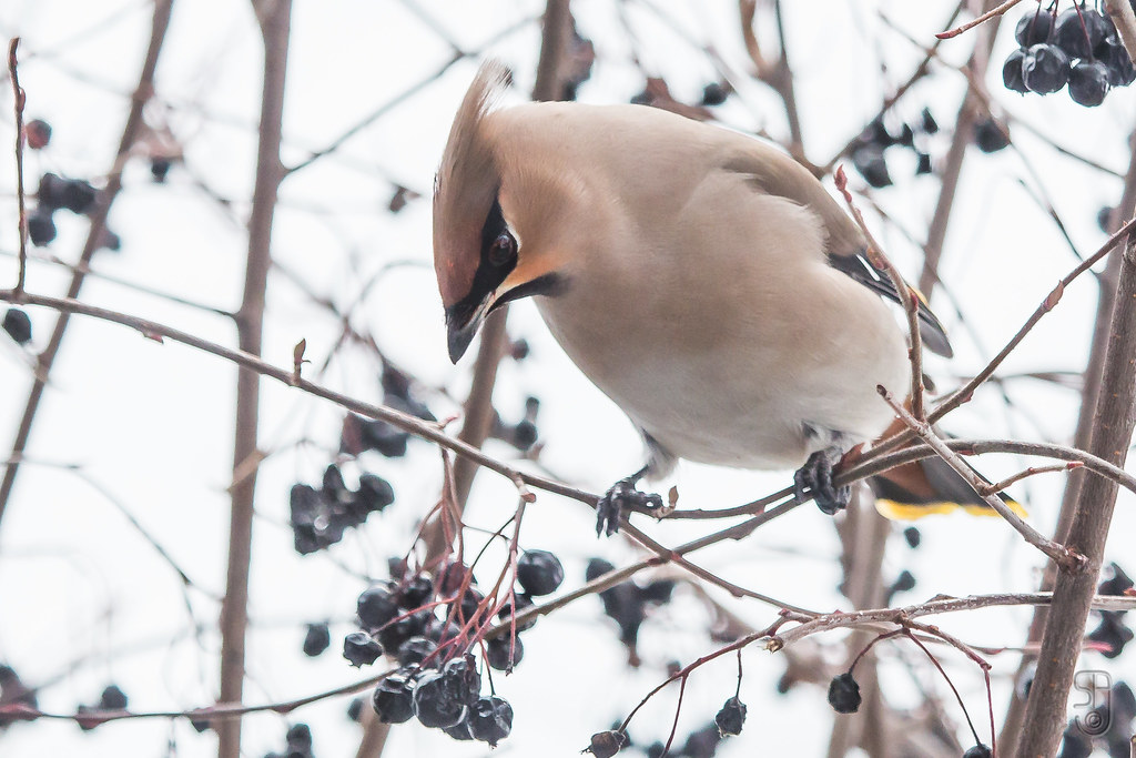 Native Plants: The Secret Buffet (image credits: flickr)
