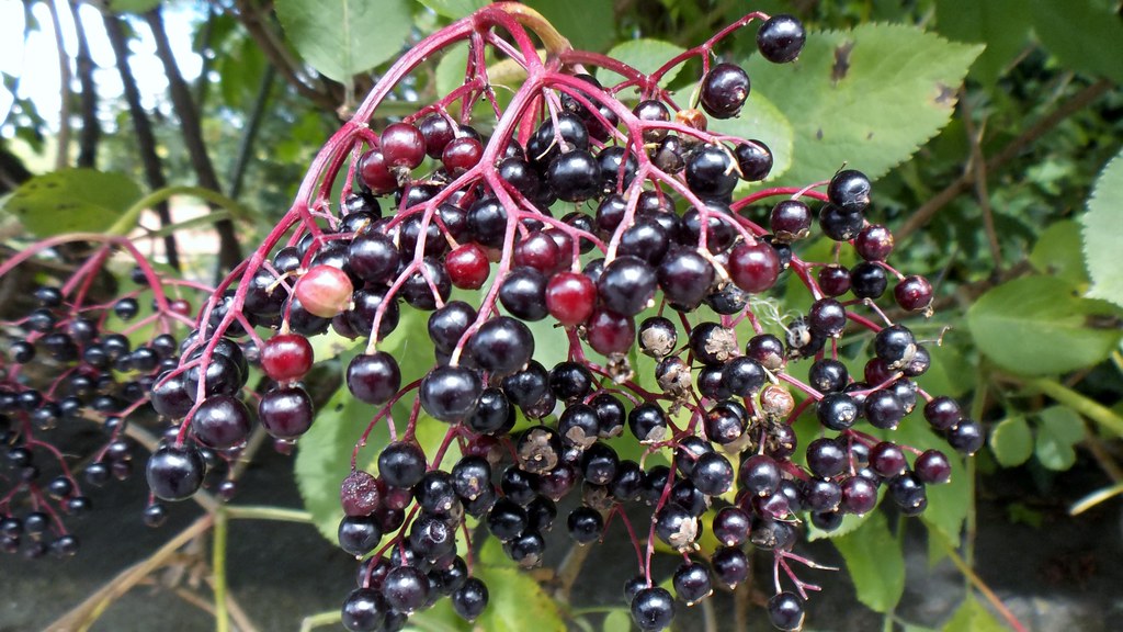Berry Bushes: The Natural Snack Bar (image credits: flickr)