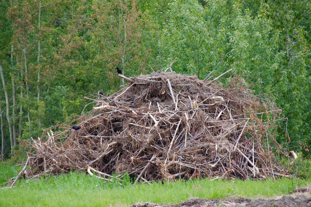 Brush Piles: The Cozy Refuge (image credits: flickr)