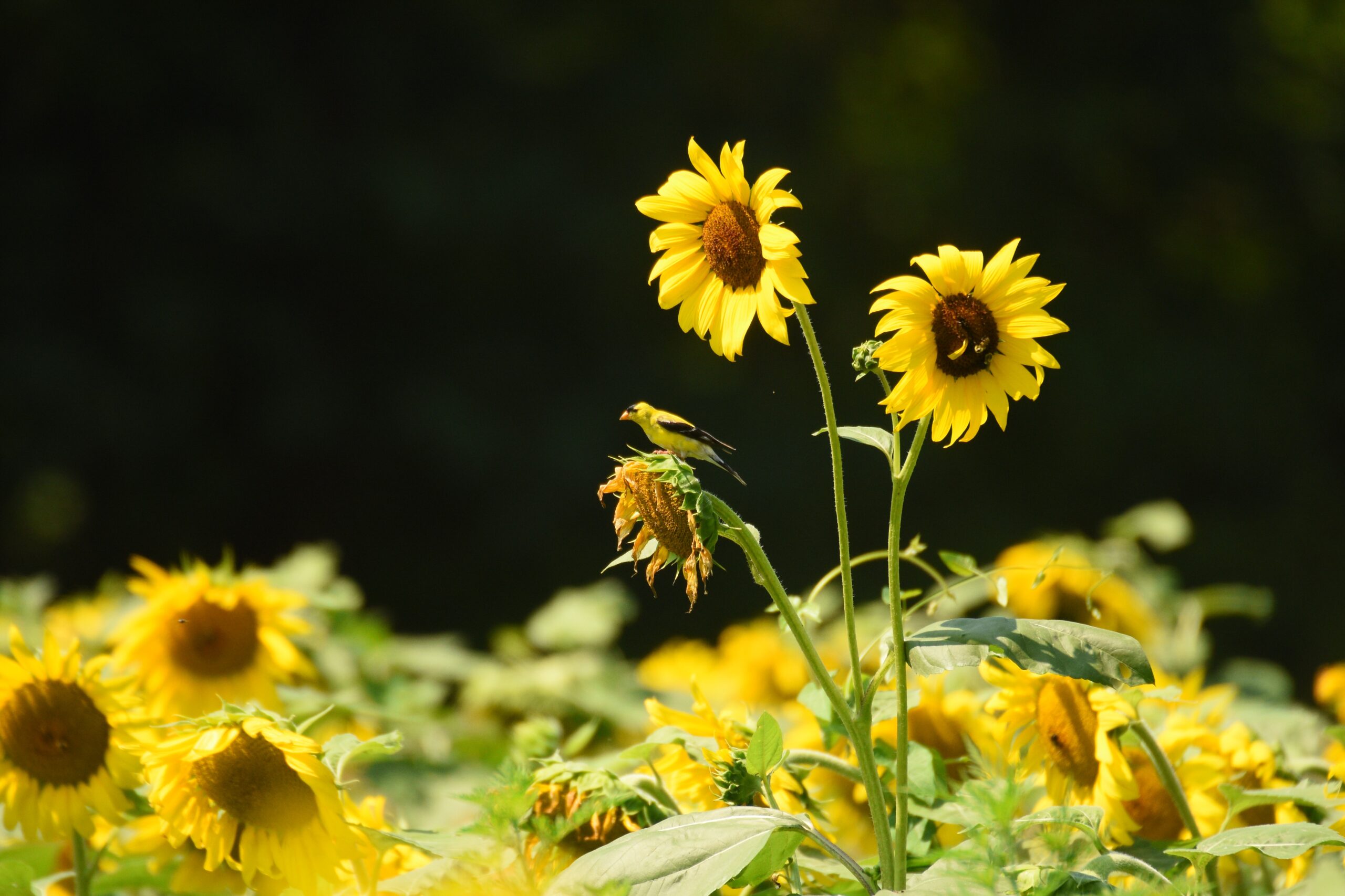 Sunflower Patches: The Goldfinch Playground (image credits: wikimedia)