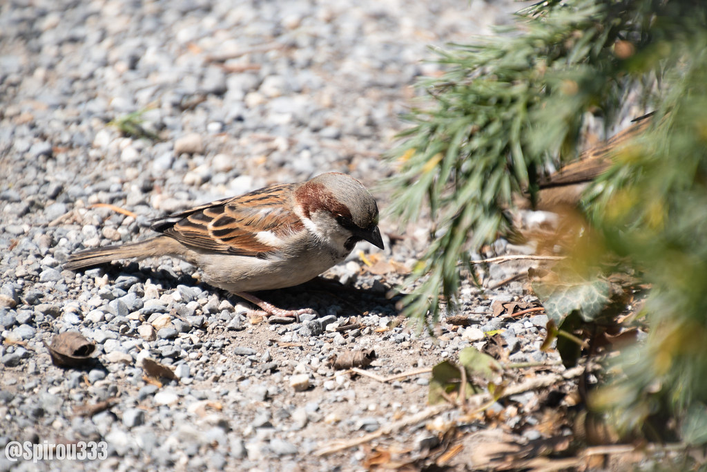 Grit and Gravel: The Gizzard’s Best Friend (image credits: flickr)