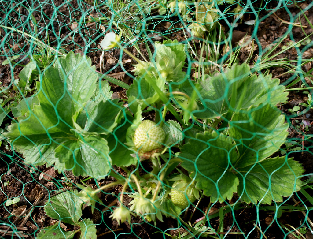 Plastic Netting: The Hidden Trap (image credits: flickr)