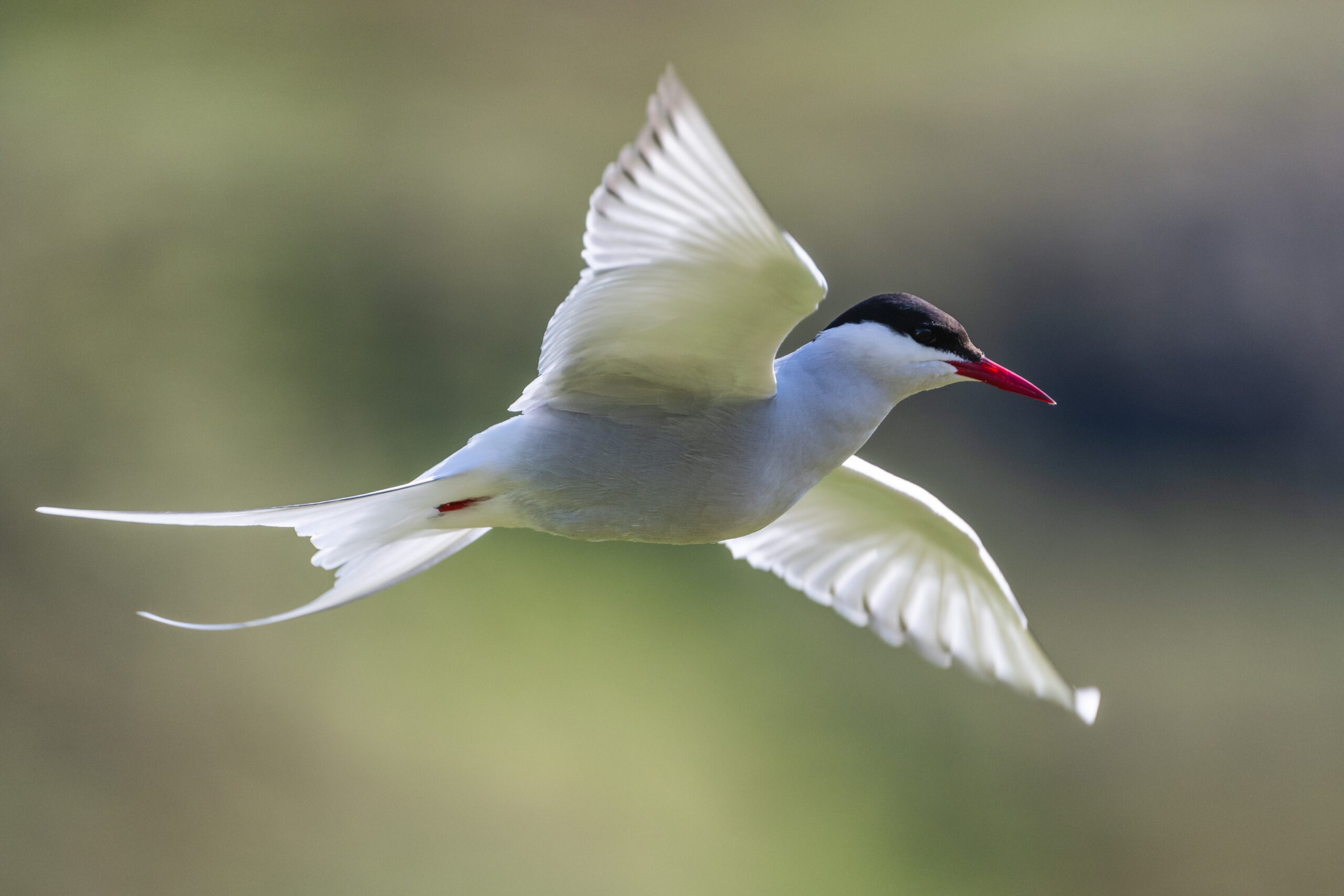 The Arctic Tern: Champion of Long-Distance Flight (image credits: wikimedia)