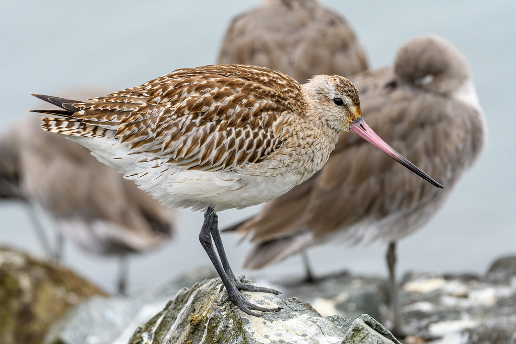 The Bar-Tailed Godwit’s Nonstop Pacific Marathon (image credits: flickr)