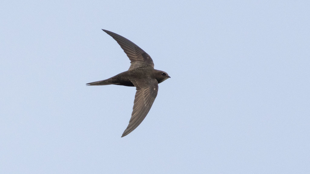 The Common Swift: Master of the Endless Sky (image credits: flickr)