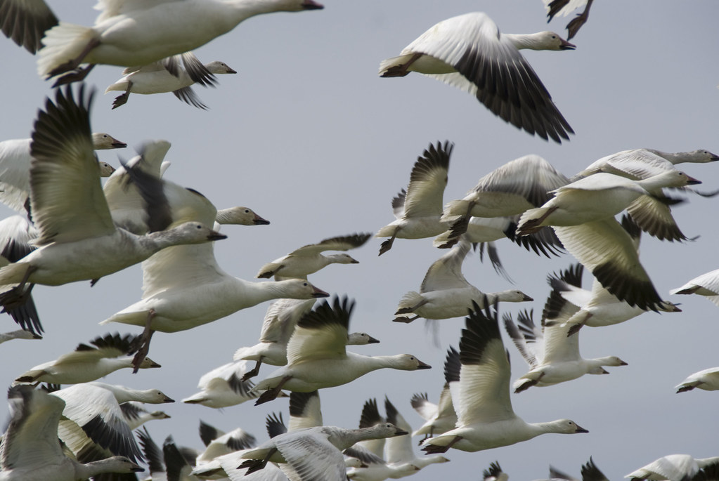The Snow Goose: Arctic Clouds Over Midwestern Fields (image credits: flickr)