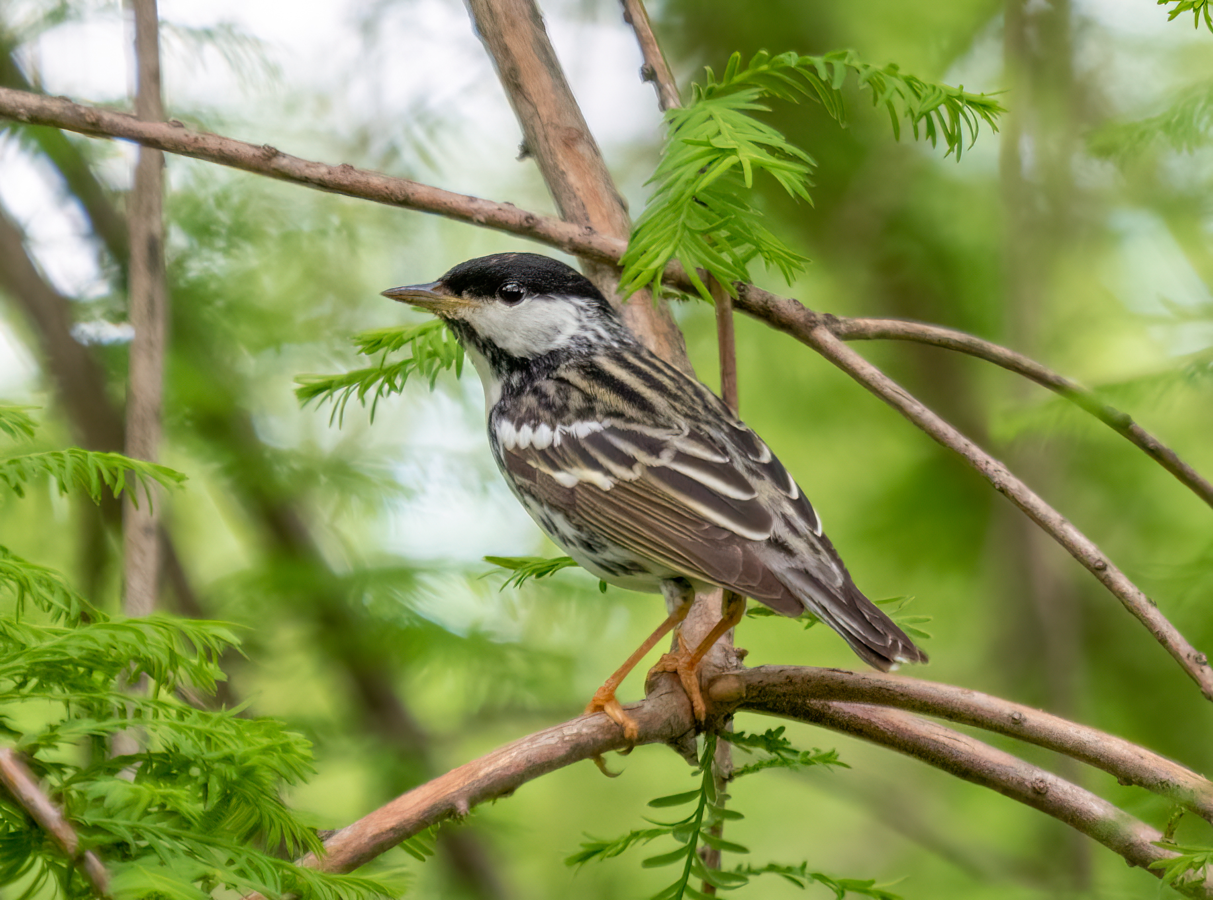 The Blackpoll Warbler’s Oceanic Leap (image credits: wikimedia)