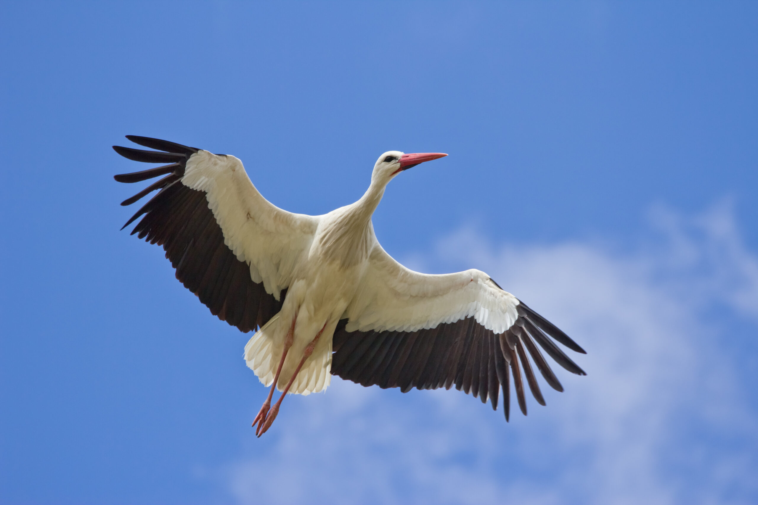 The European Stork’s Journey Over the Sahara (image credits: wikimedia)
