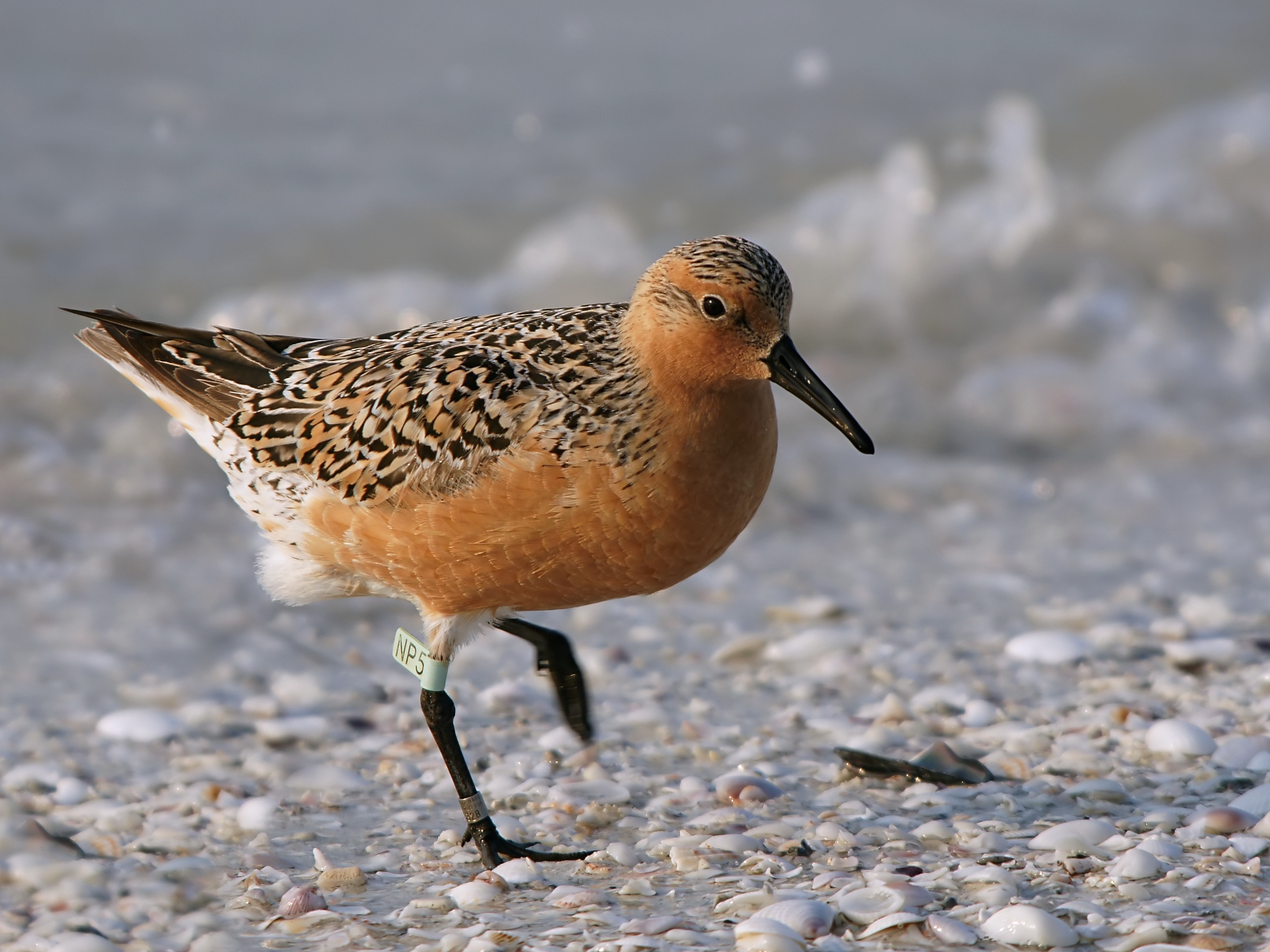 The Red Knot: Linking Hemispheres in a Race Against Time (image credits: wikimedia)