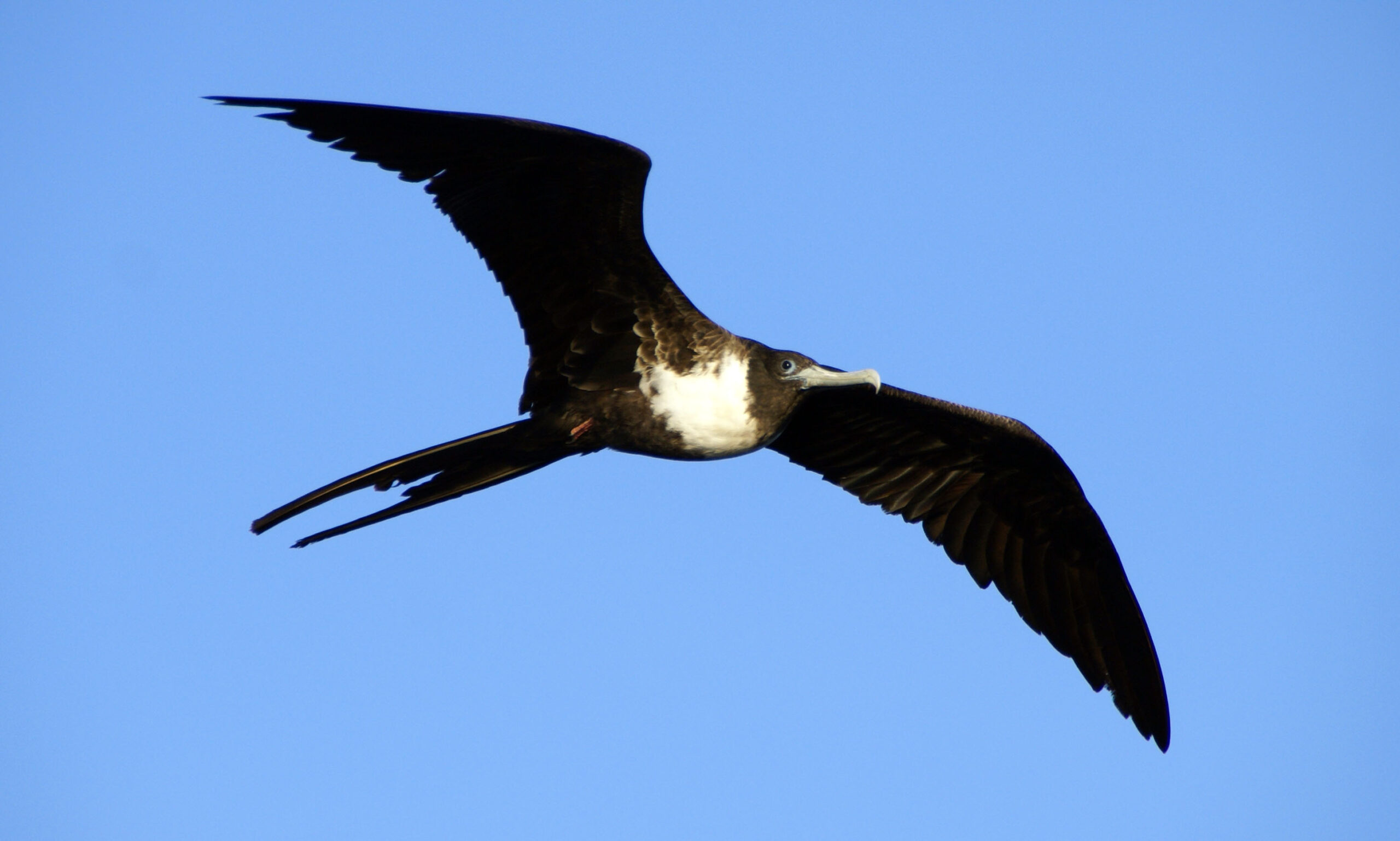 The Magnificent Frigatebird’s Endless Ocean Patrol (image credits: wikimedia)