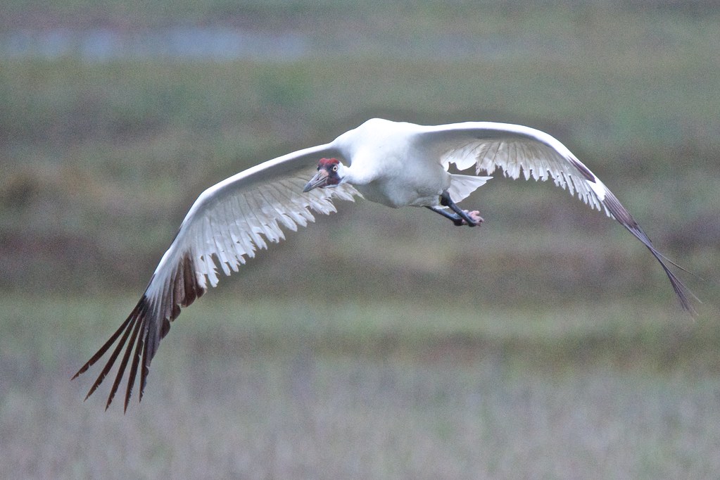 The Whooping Crane’s Hopeful Comeback (image credits: flickr)