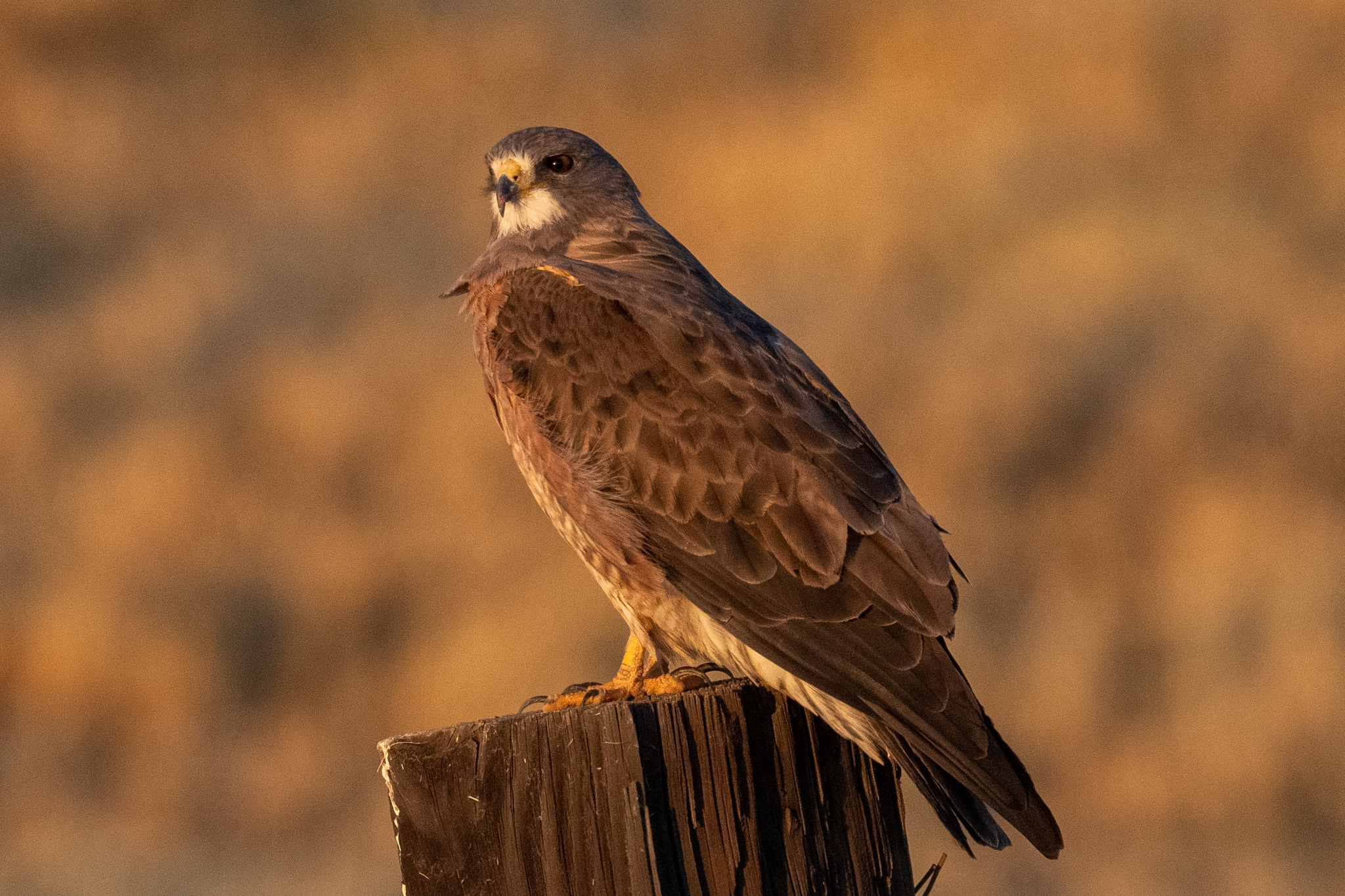 The Swainson’s Hawk: Grasshopper Chaser of Two Continents (image credits: wikimedia)