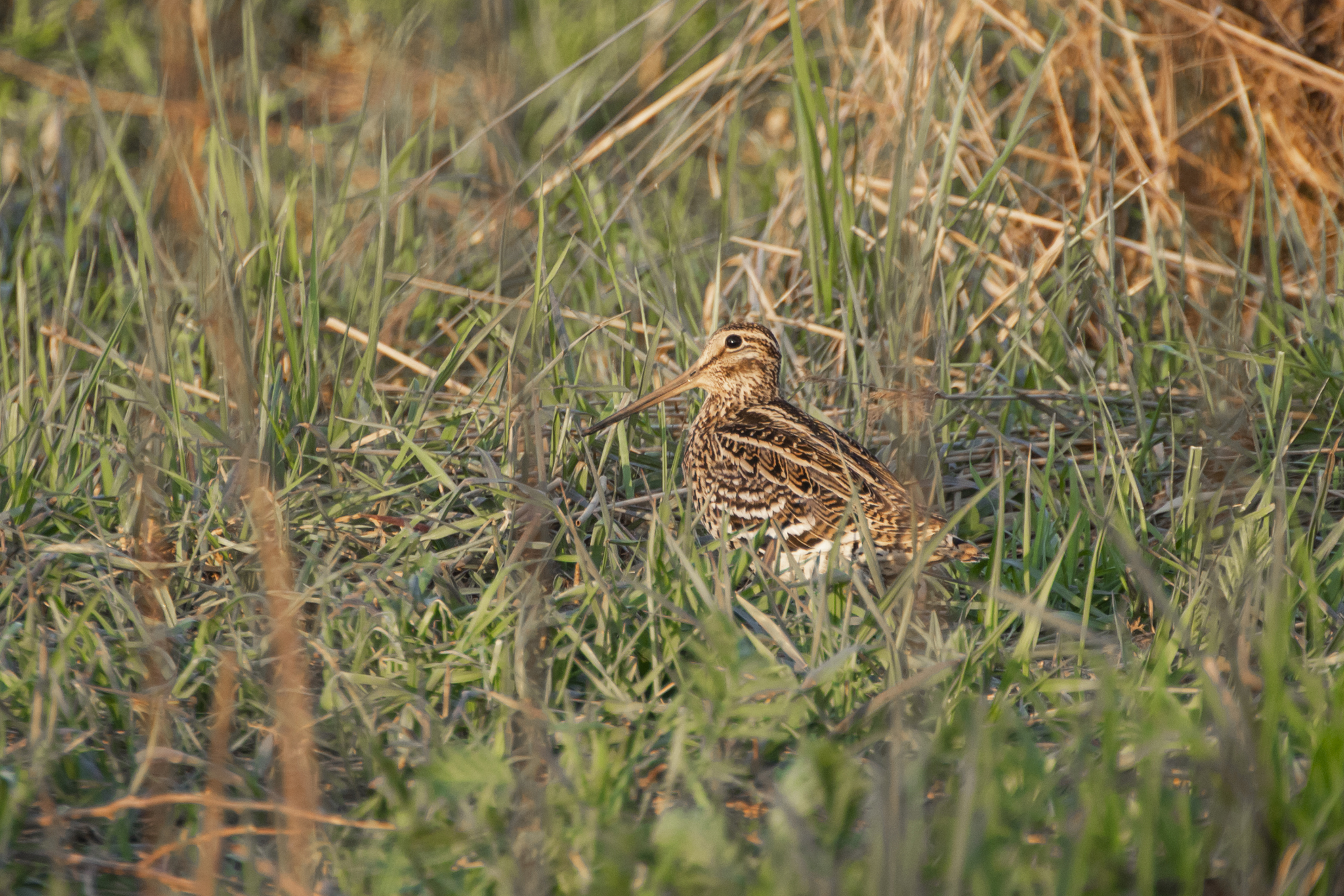 The Great Snipe’s Record-Breaking Speed Run (image credits: wikimedia)