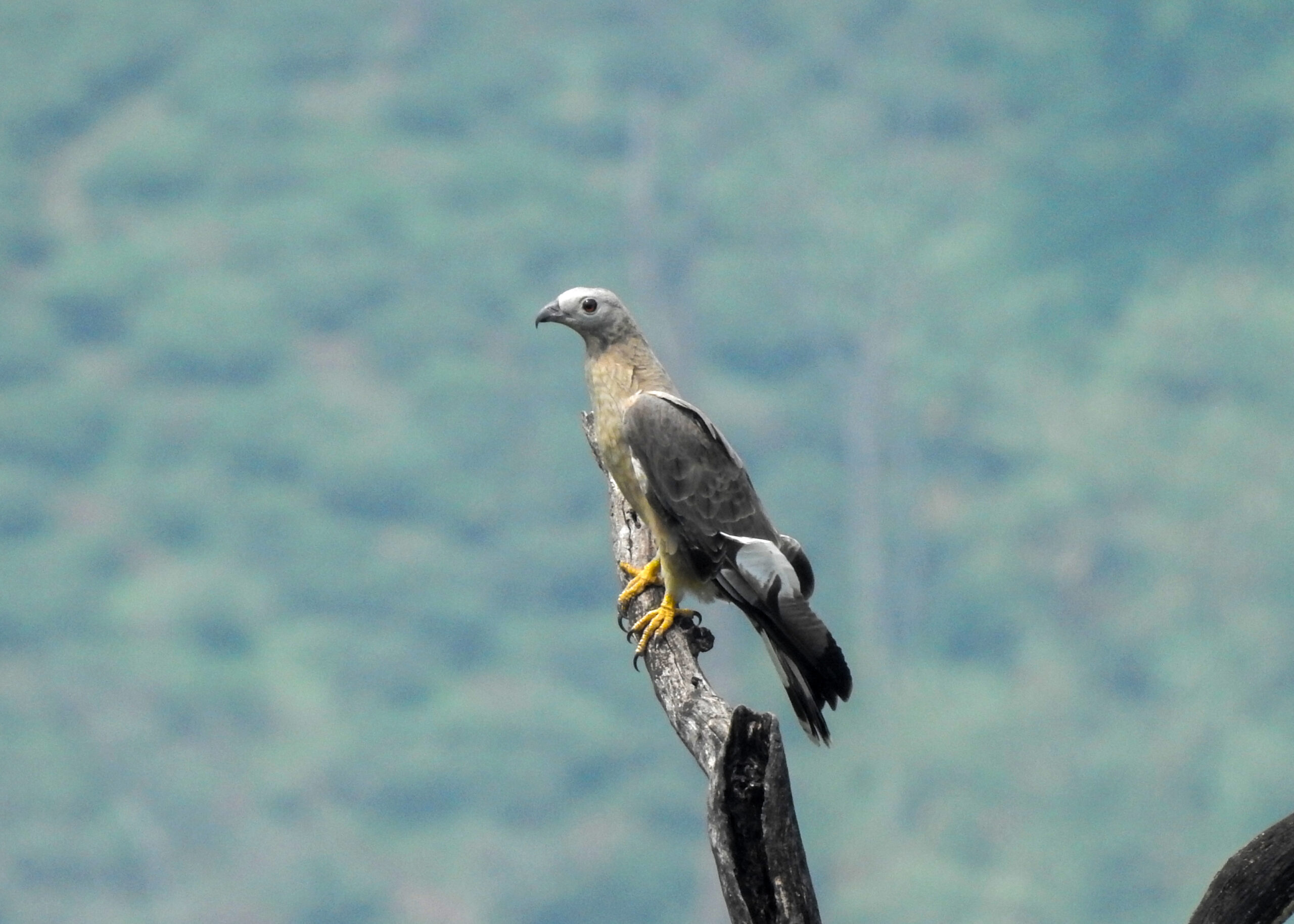 The Oriental Honey-Buzzard’s Asian Adventure (image credits: wikimedia)