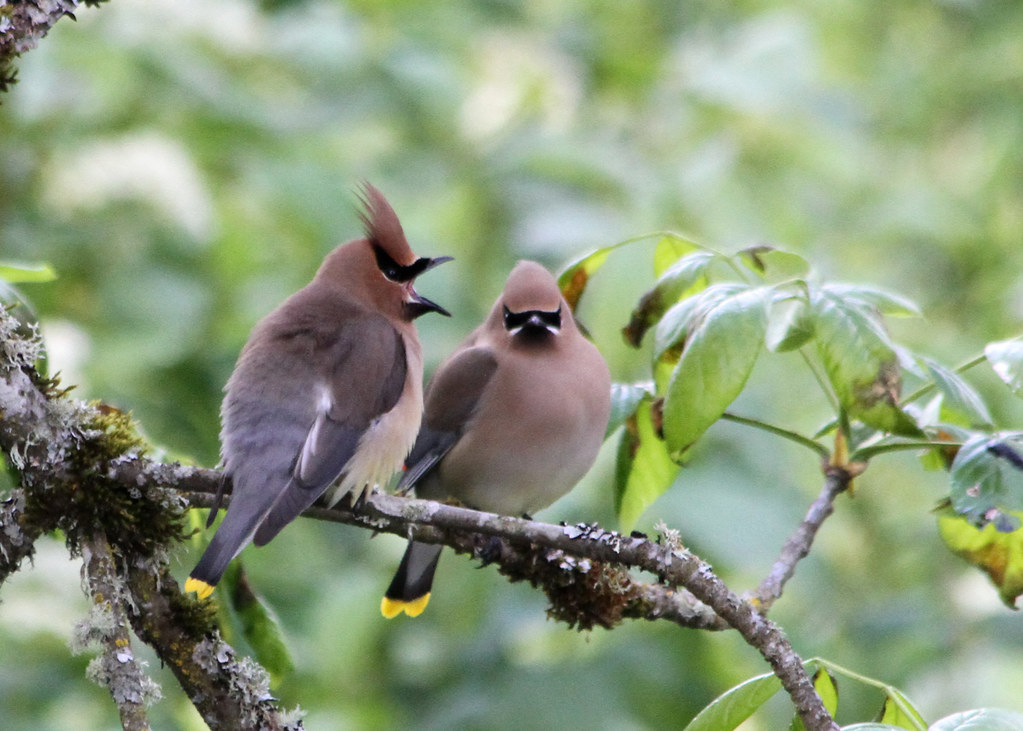 The Cedar Waxwing’s Wandering Fruit Feast (image credits: flickr)