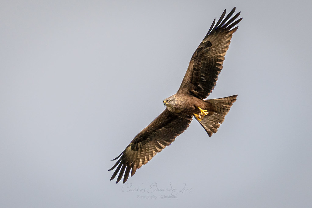 The Black Kite’s Spiraling Ascent (image credits: flickr)